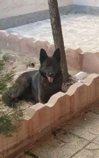 ژرمن بلک اصل