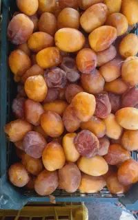حراج خارک و رطب آبادان