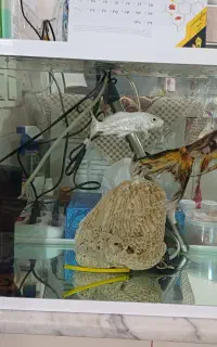 دو عدد ماهی کوی و آکواریوم با قیمت  پایین و توافقی
