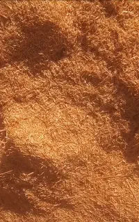 کاه