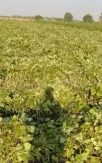 کاه ماش