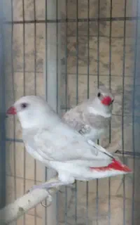 فنچ الماسی  سفید