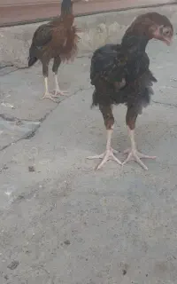 جوجه مرغ و خروس لاری