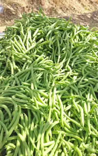 لوبیای سبز