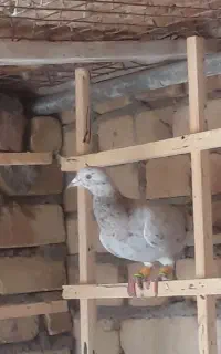 هفرنگ خطی
