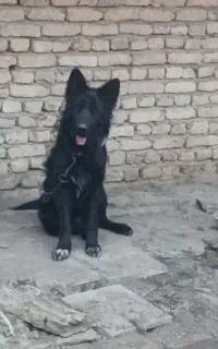ژرمن بلک ماده