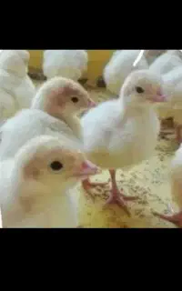 جوجه بوقلمون بیوتی ۶