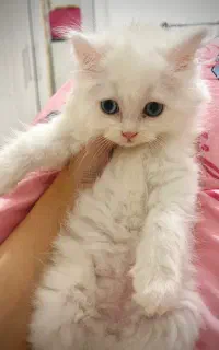 Classic Persian cat
