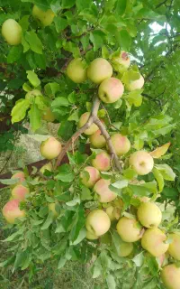 کارگر سیب چینی فوری برای فردا دو‌ عدد سرت کن ماهر