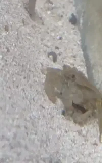 فروش ماهی آکواریومی