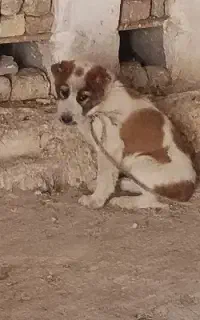 توله سه ماه آلابای