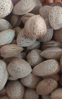 فروش بادام