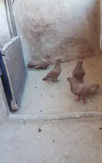 کفتر زرد ۴ عدد