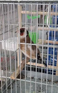 سهره  جوجه قفس