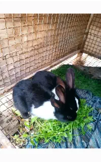 دو خرگوش نر و ماده