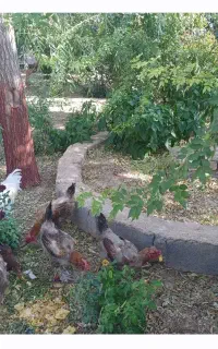 مرغ تخمگذار