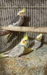 عروس هلندی