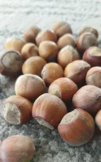 فندوق درجه ا اشکور