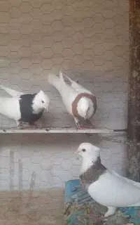 تعدادی کبوتر درجه یک به شرط پرش و جوجه