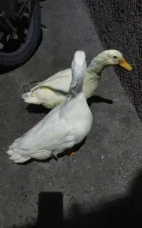 اردک