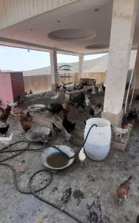 غاز و قوغاز و جوجه مرغ گلین و لهستانی