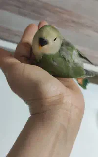 جوجه طوطی برزیلی