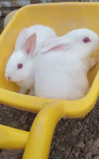 فروش بچه خرگوش سفید و قهوه ای