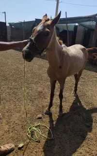 اسب عرب مادیون