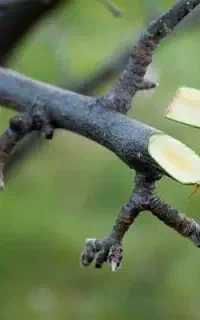 پیوند درخت