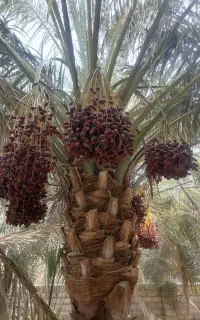 خرما درجه یک تازه