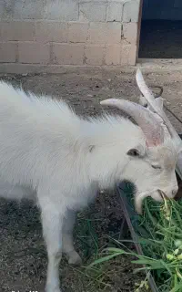 فروشی بزغاله نر سانان ۱۰ماهه