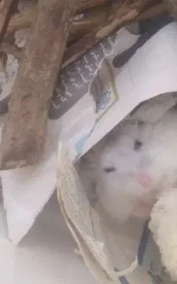 همستر کمپل