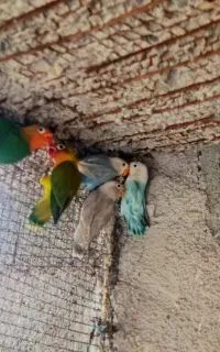 طوطی کوتوله برزیلی فیشر