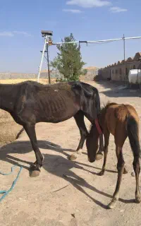 فروش اسب مادیان باکره
