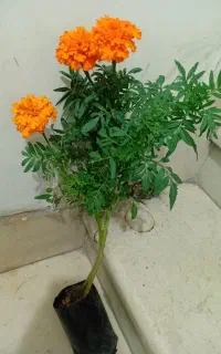 دوتا شاخه گل با ریشه