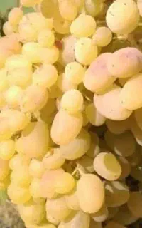 علف زنی دستی نهال میاندواب قیمت علف زنی دستی 600