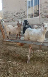 بز قربانی
