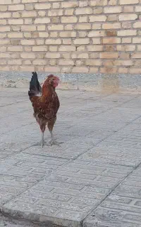 خروس محلی