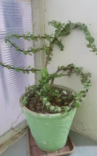 گل خرفه