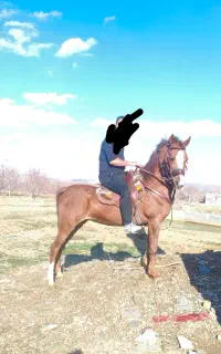 مادیان کورد