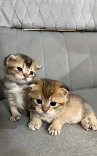 توله گربع