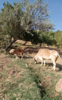 گاو وگوساله