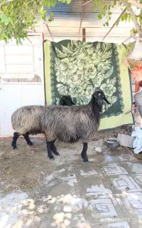 سوز ملحه ابستن مایه دار