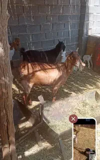 بزو کهره چپش داشتی
