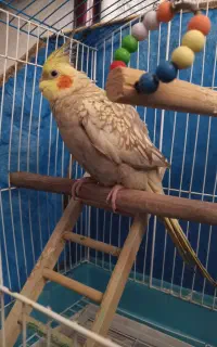 عروس هلندی ماده