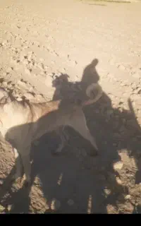 عقرب