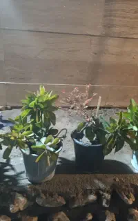 گل و گلدان