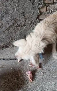 سگ پاکوتاه
