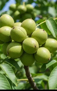 زرشک انارگردوبادام گیلاس شلیل ارش
