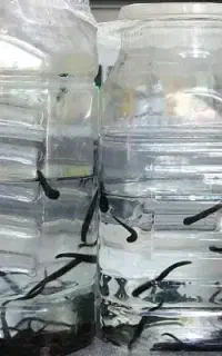 زالو کاملا بهداشتی